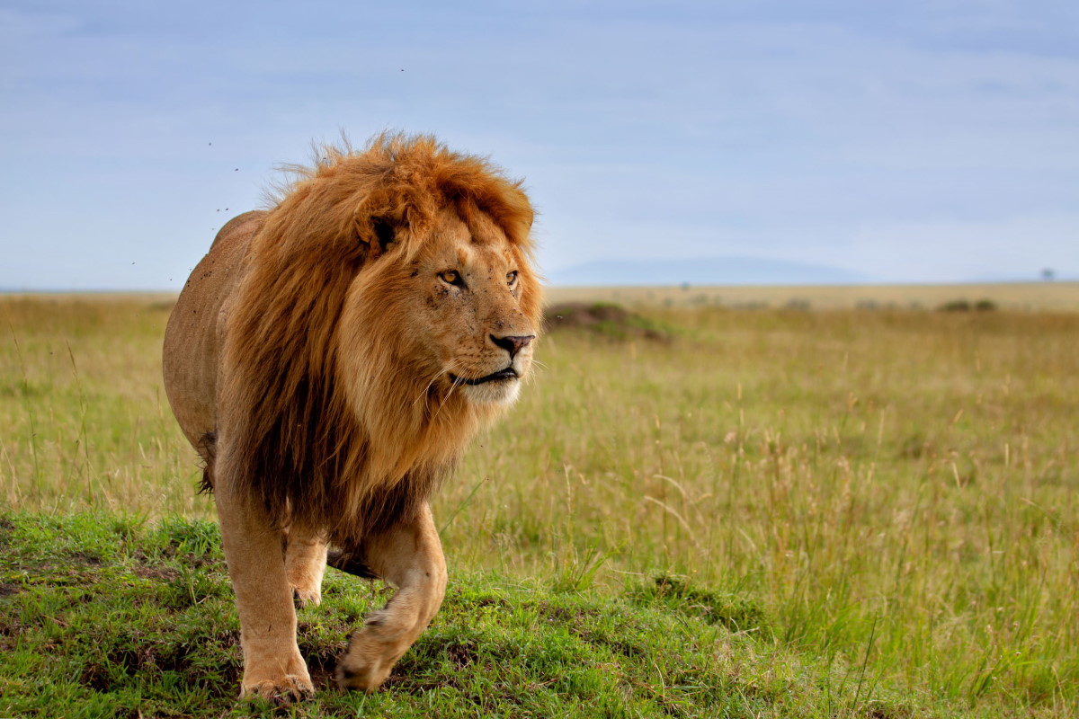 Three legged lion fight for survival