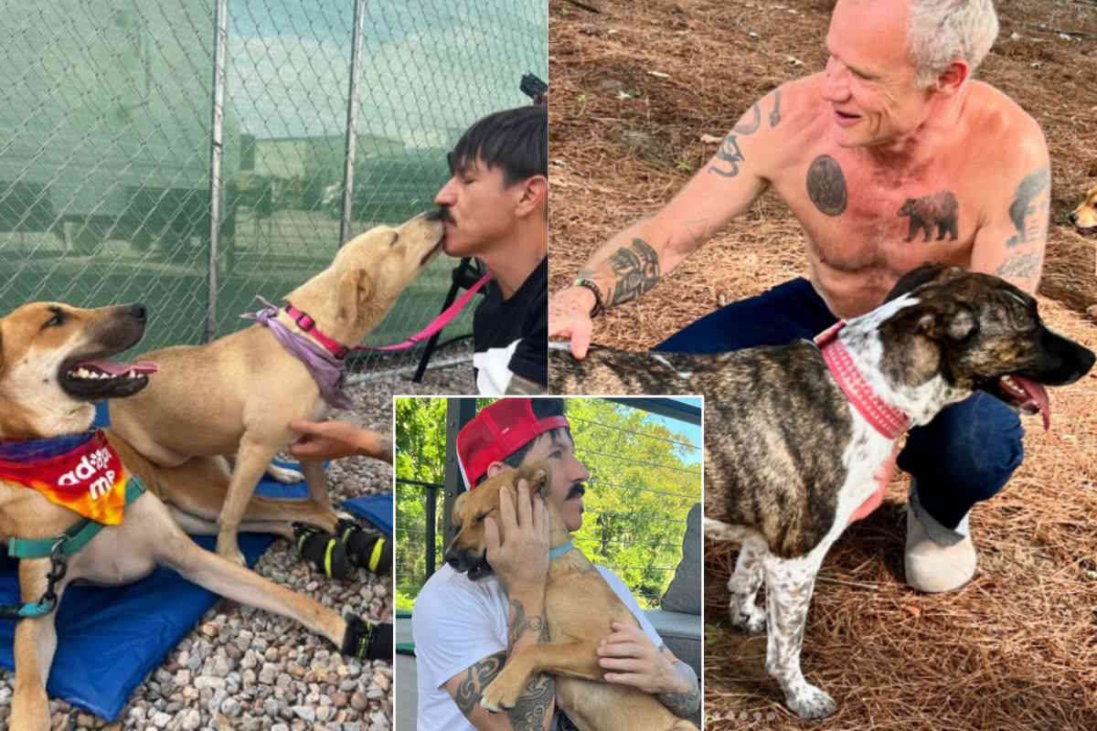 RHCP encourages fans to adopt pets