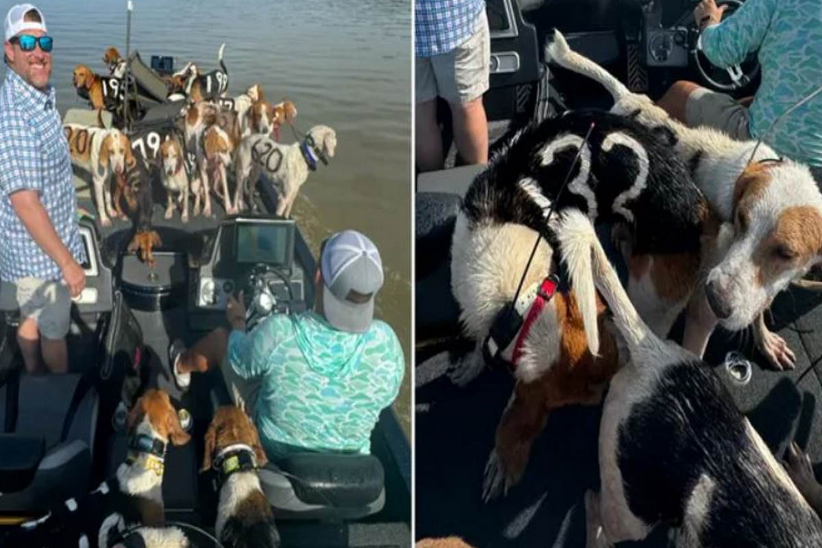 Rescued dogs by local fishermen