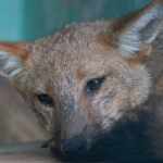 andean fox's rights in peru