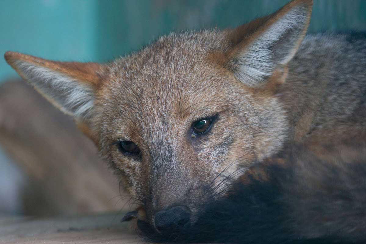 andean fox's rights in peru