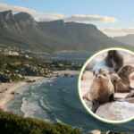 Dead seals in Cape Town