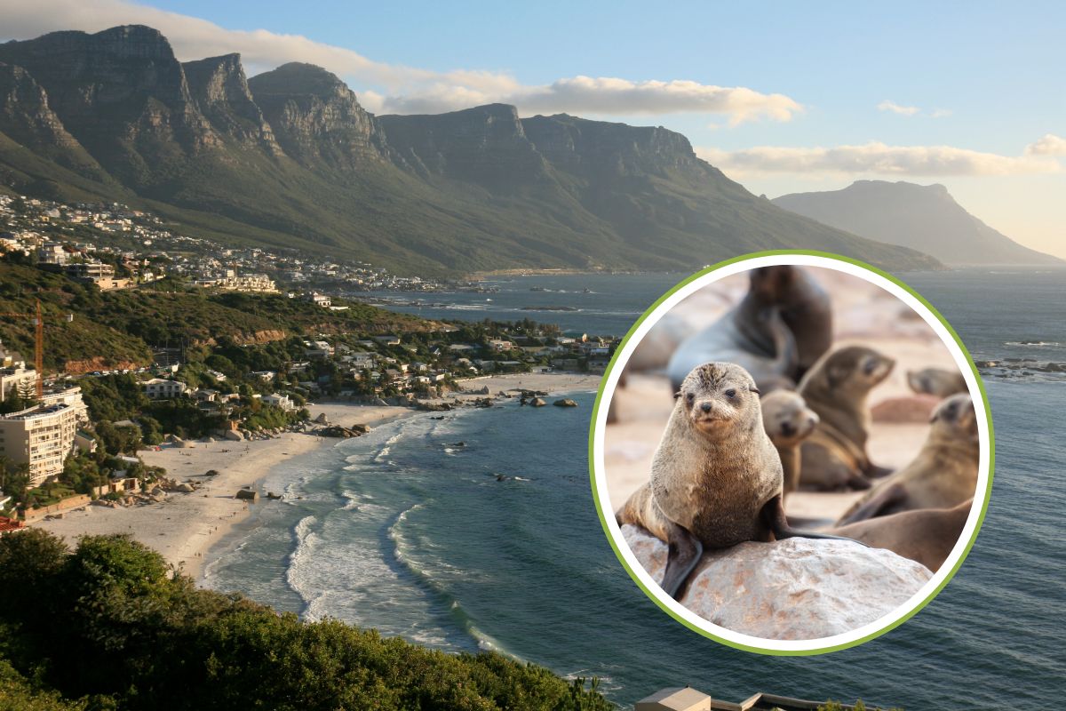 Dead seals in Cape Town