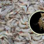 Mexico: jaguars at risk: the impact of shrimp aquaculture