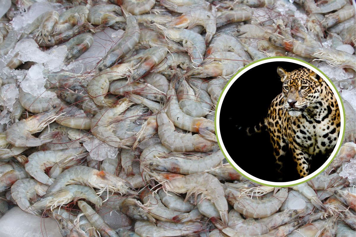 Mexico: jaguars at risk: the impact of shrimp aquaculture