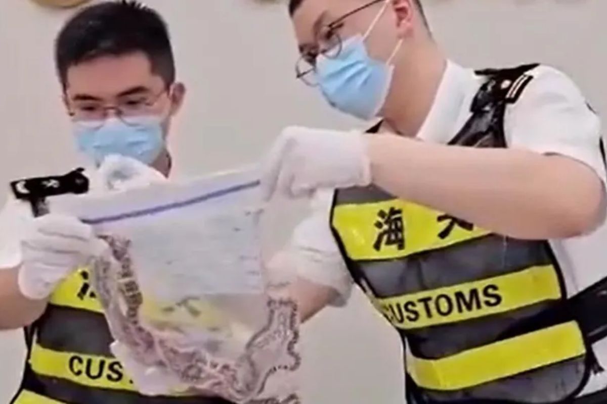 customs officials find over 100 snakes in man's pants