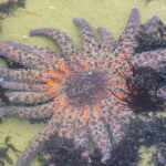 sunflower starfish