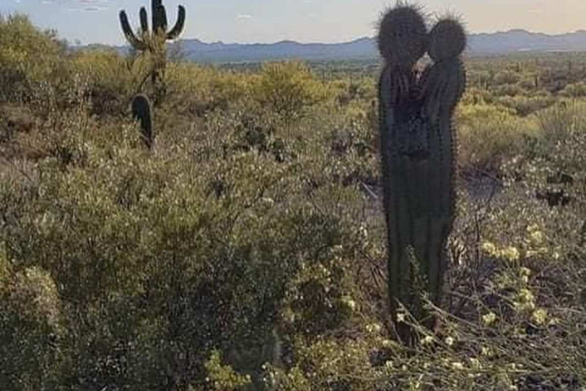 The kissing cactus