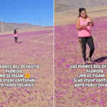 tourist tramples the flowers in the Atacama desert