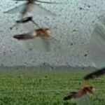 Locusts invasion in Argentina