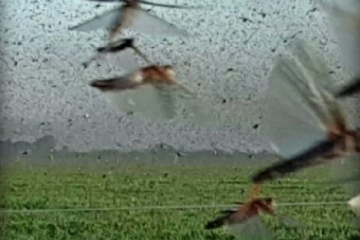 Locusts invasion in Argentina