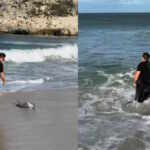 stranded dolphin in Sout Africa