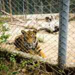 Bengali tiger in a zoo