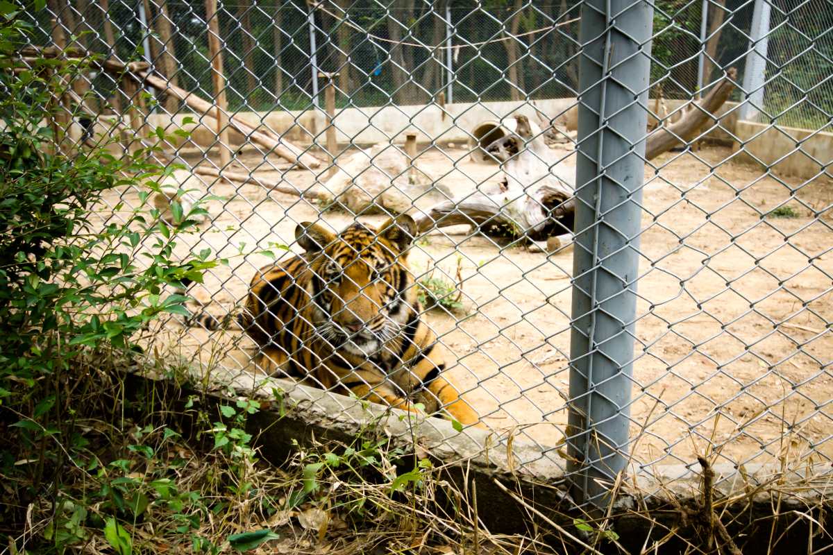 Bengali tiger in a zoo