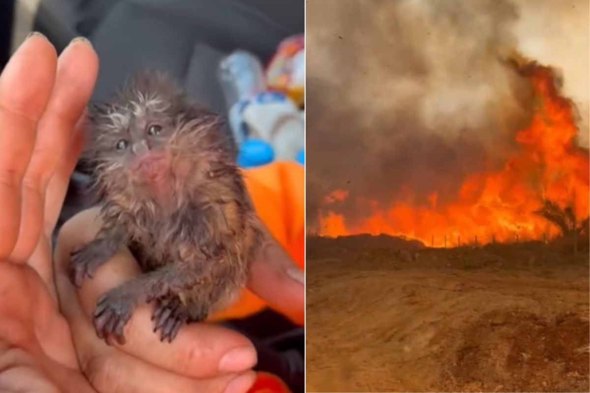 Firemen rescue a little monkey in Brazil