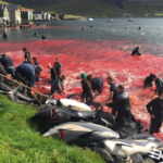 slaughter of cetaceans in the Faroe Islands