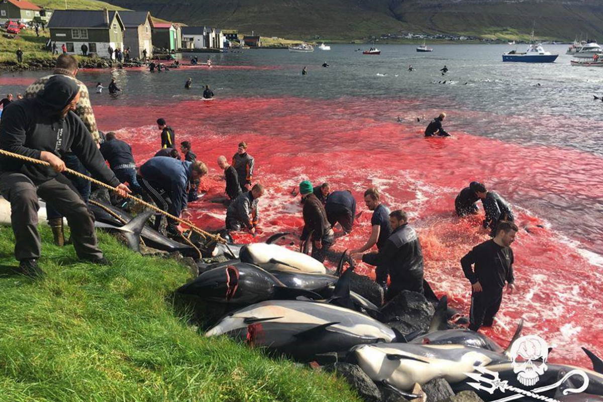 slaughter of cetaceans in the Faroe Islands