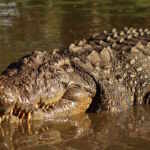 Henry the Nile crocodile