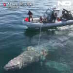 Humpback Whale Rescued