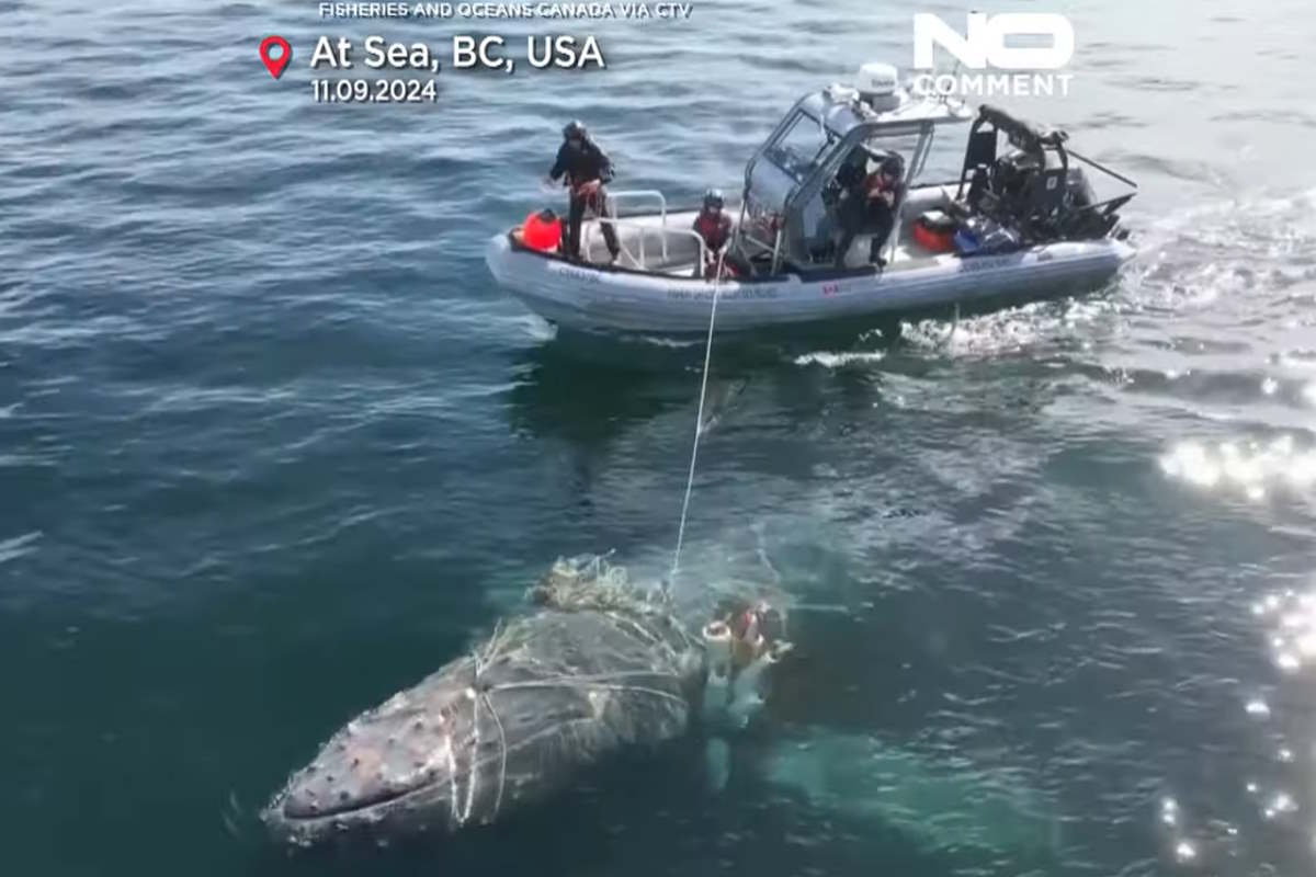 Humpback Whale Rescued