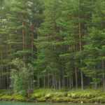 Norwegian forests