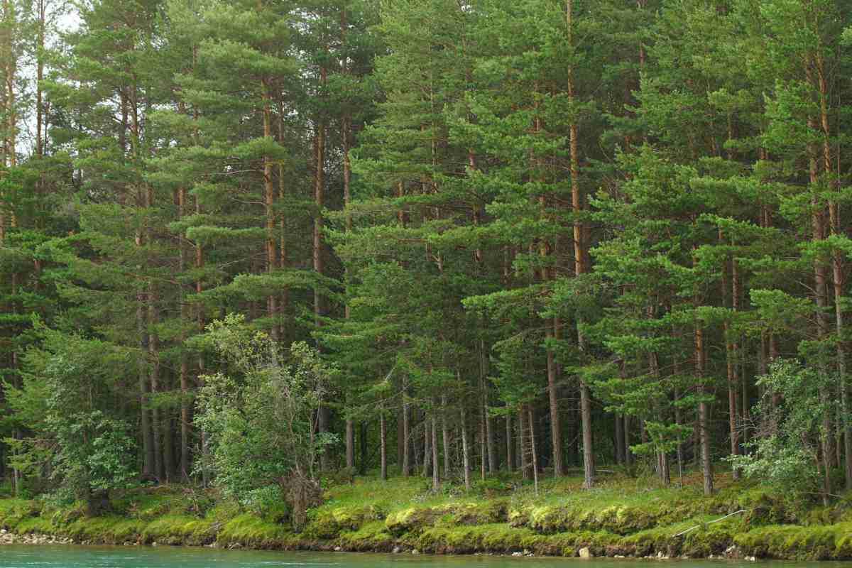 Norwegian forests