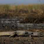 Pantanal fires