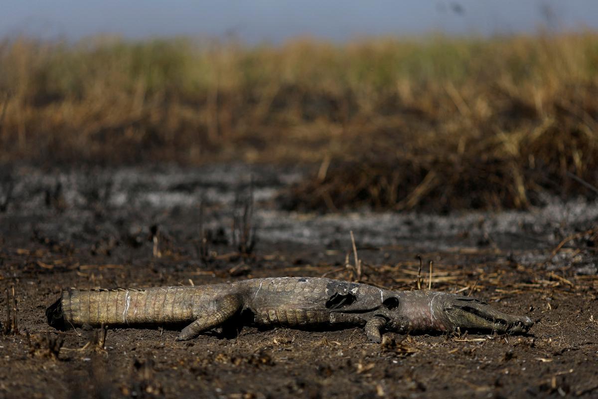 Pantanal fires