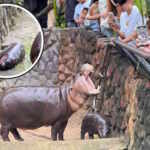 pygmy hippo