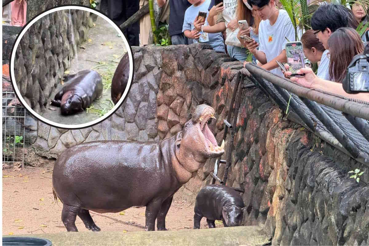 pygmy hippo