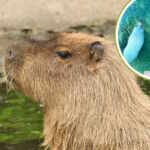 capybara