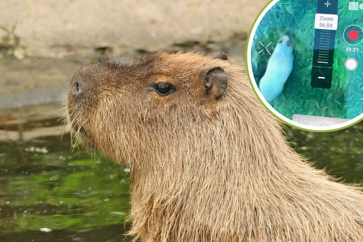 capybara