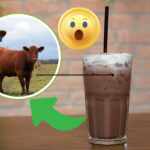 Chocolate milk and brwon cows