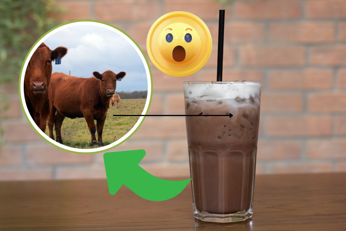 Chocolate milk and brwon cows