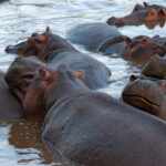 Colombian hippos will be eraticated