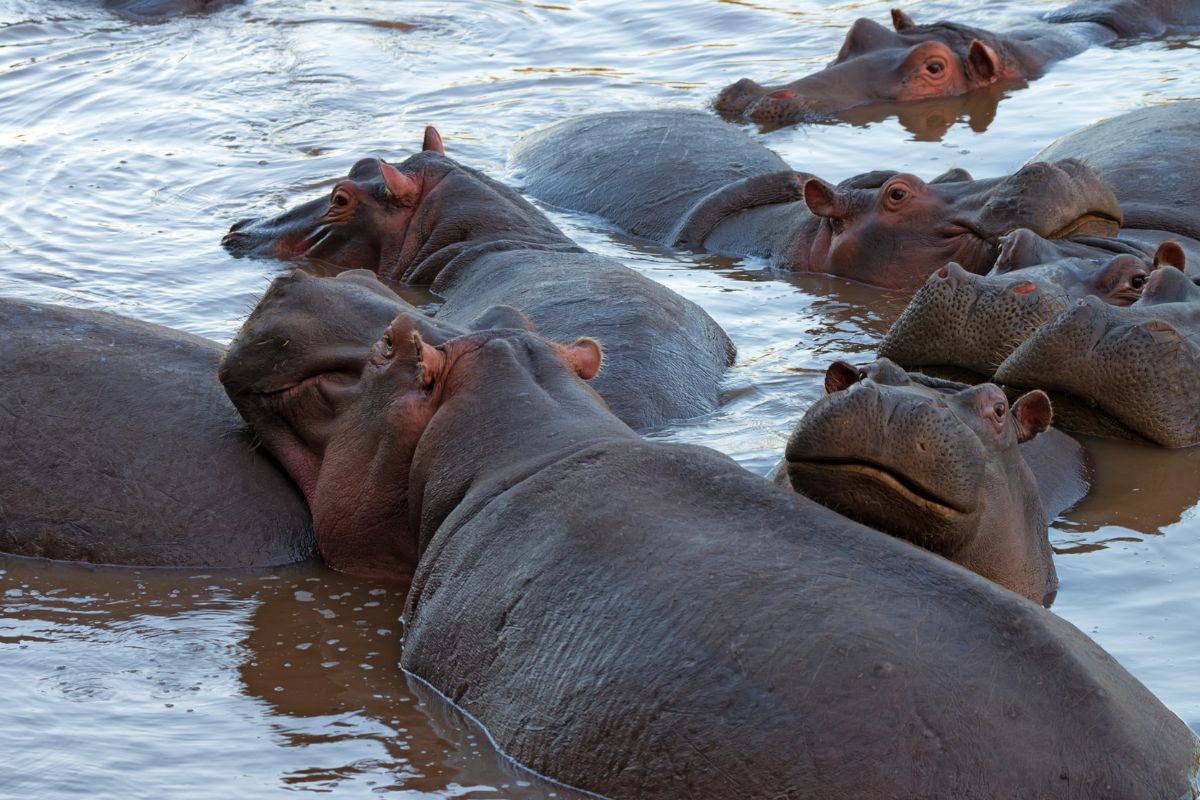 Colombian hippos will be eraticated