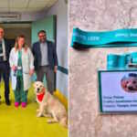 Dog teraphy - Hospital i Bergamo - Italy