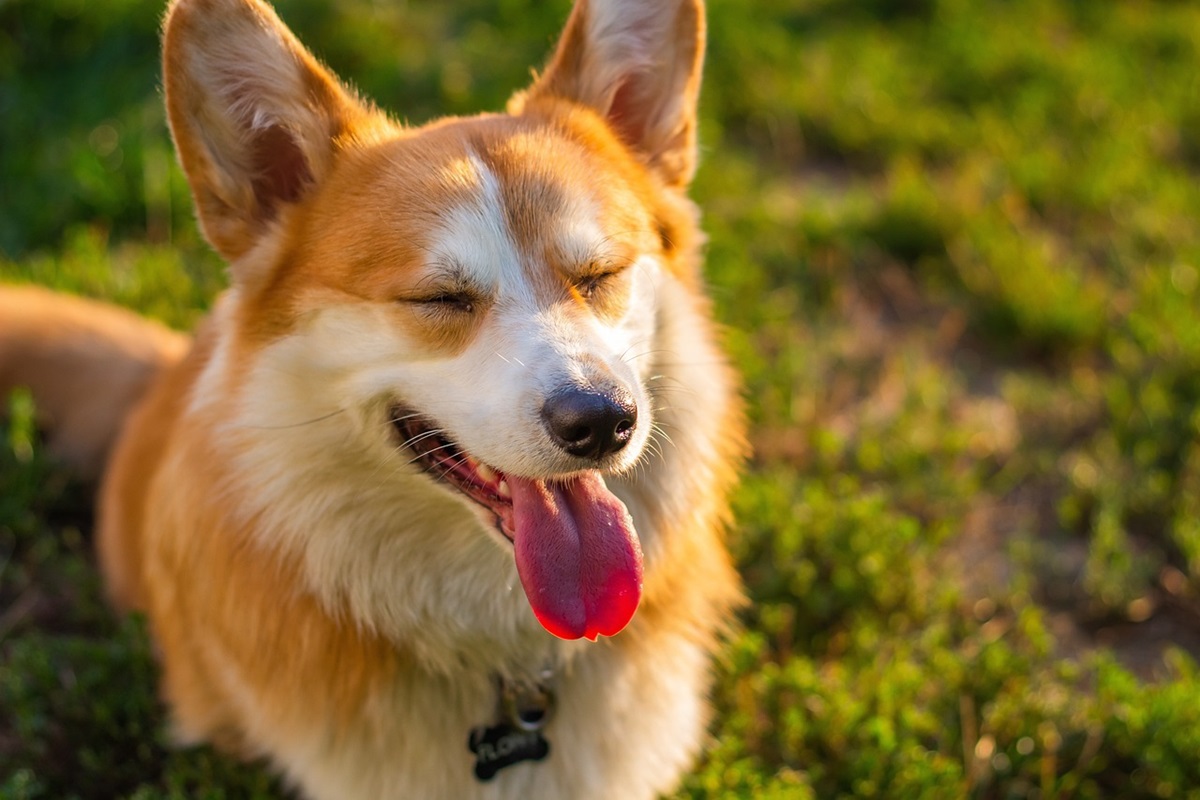 The reasons your dog licks you