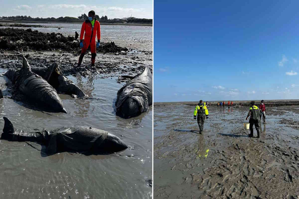 stranded dolphins