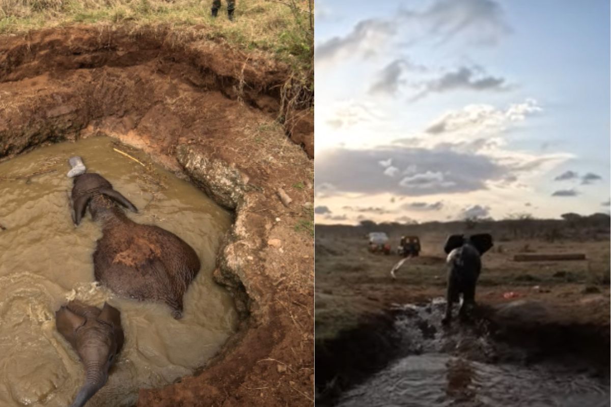 Elephant and his calf rescued in Kenya