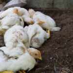 h5n1 avian flu