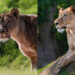 lioness rescued in Ucraine