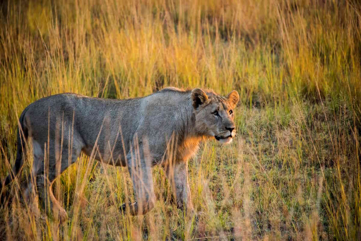 lioness