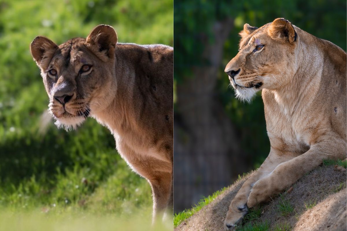 lioness rescued in Ucraine