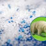 microplastics tardigrades