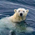 Polar bear