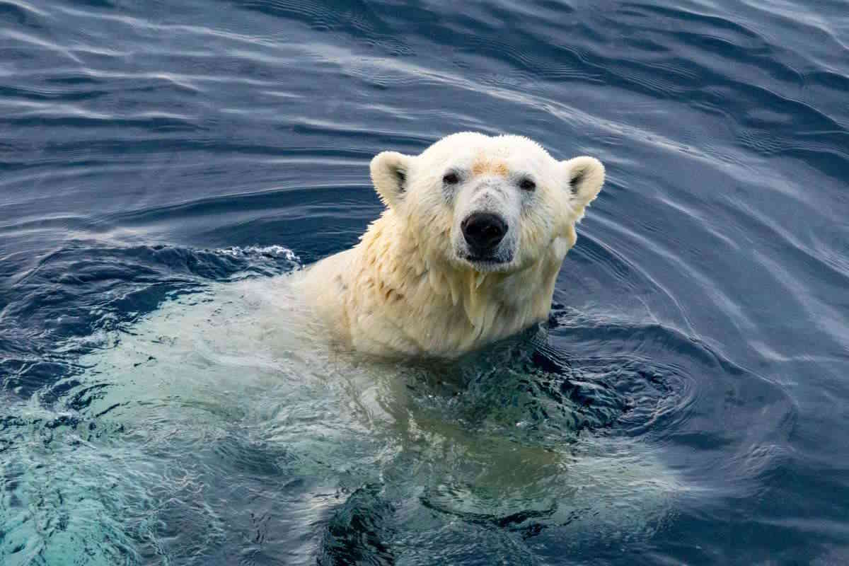 Polar bear