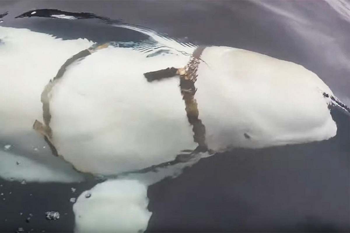 Russian Beluga