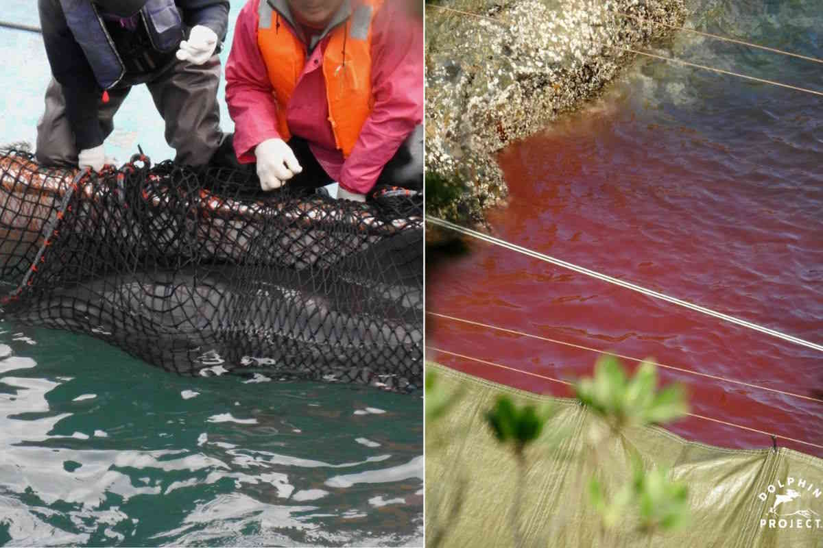 Taiji's dolphin slaughter