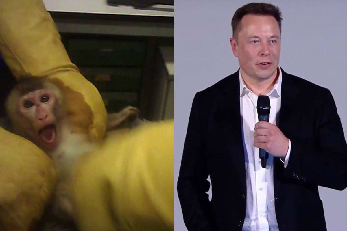 Test on animals - Elon Musk